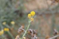Helichrysum stoechas