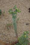 Euphorbia paralias