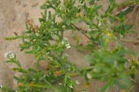 Cakile maritima