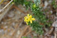Galium arenarium