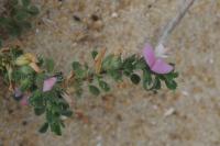 Ononis spinosa subsp. procurrens