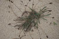 Plantago lanceolata
