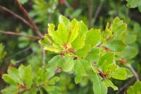 Arbutus unedo