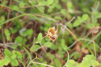 Cistus salviifolius