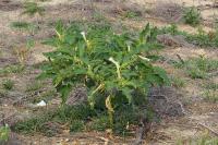Datura stramonium
