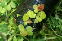 Spirodela polyrhiza