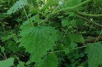 Alliaria petiolata