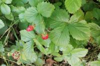 Fragaria vesca