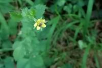 Geum urbanum