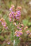 Erica cinerea