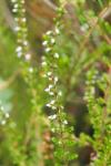 Calluna vulgaris