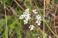 Pimpinella saxifraga