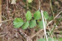 Pimpinella saxifraga