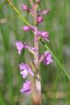 Gymnadenia odoratissima