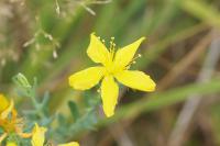 Hypericum perforatum