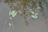 Potamogeton natans