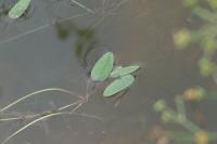 Potamogeton natans