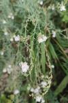 Linaria repens