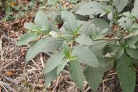 Phytolacca americana