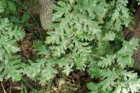 Quercus pyrenaica