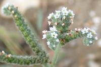 Heliotropium europaeum