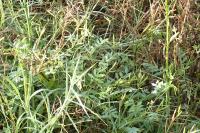 Galega officinalis