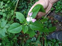 Impatiens balfourii