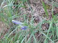 Gentiana