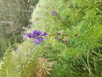 Aconitum