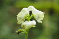Aconitum lycoctonum