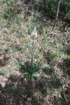 Asphodelus albus