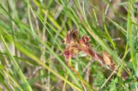 Orobanche gracilis