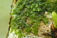 Radula