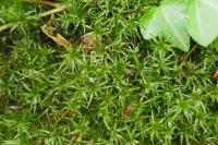 Atrichum