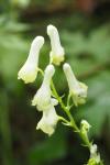 Aconitum lycoctonum