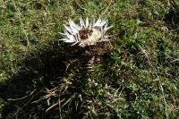 Carlina acaulis subsp. caulescens