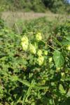 Humulus lupulus