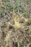 Cuscuta campestris