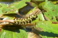 Potamogeton polygonifolius
