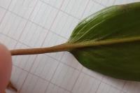 Potamogeton polygonifolius