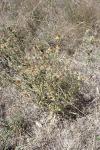 Carlina vulgaris