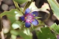 Lysimachia foemina