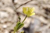 Ranunculus arvensis