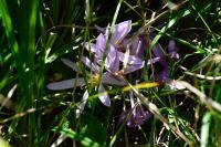 Colchicum autumnale