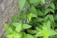 Scutellaria galericulata