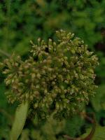 Angelica x mixta