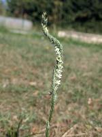 Spiranthes spiralis