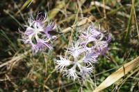 Dianthus superbus