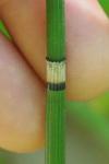 Equisetum hyemale