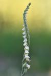 Spiranthes spiralis